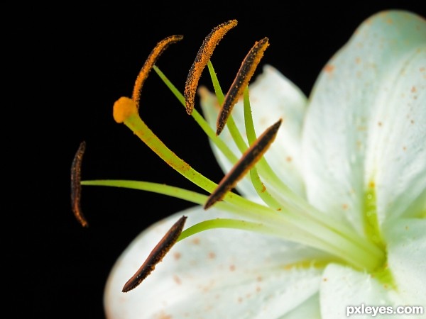 flower closeup